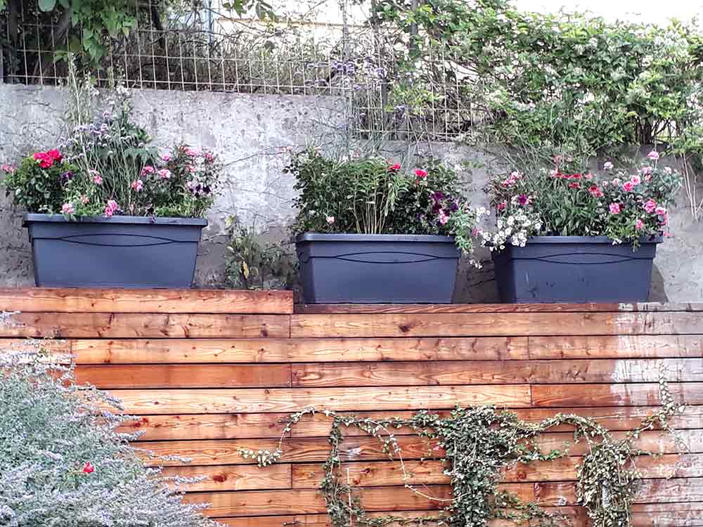 Rosenwalzer Terrassenbepflanzung